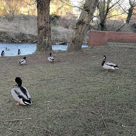 Duck * Thirsk